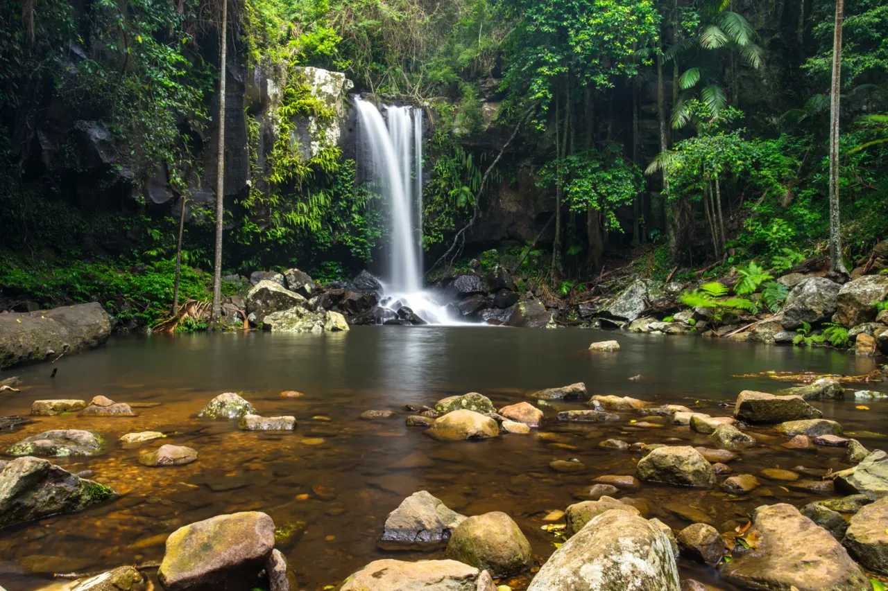 hinterland rainforest